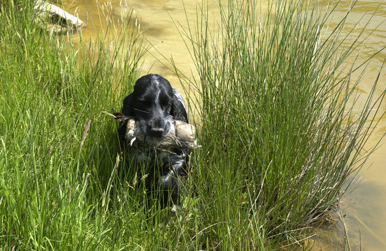jeune cocker spaniel rapportant un gibier pr&egrave;s de l'eau