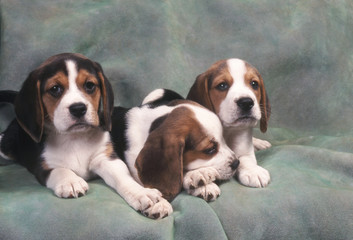 Chiots Beagle trio c'est pas bientôt fini ?