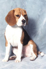 Beagle très patient