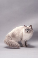 Ragdoll tourne en rond