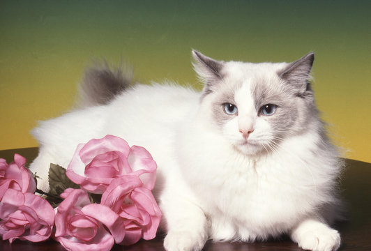 Ragdoll mon ami m'a offert ces quelques fleurs