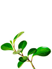 Fresh new leaves isolated on white