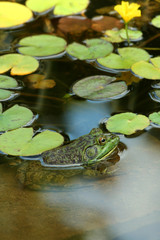 A Green bullfrog in a pond with lillypads