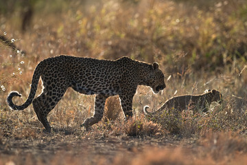 Leopard mother and cub during afternoon stroll