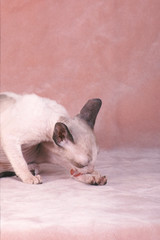 chat Rex Cornish faisant sa toilette