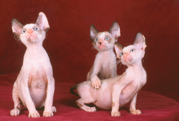 chat Rex Cornish trio extra terrestre pour Halloween