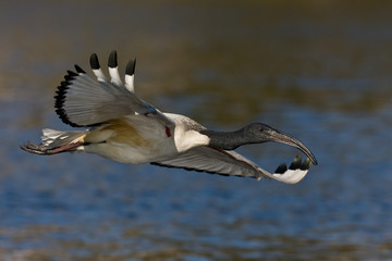 African Sacred Ibis in flight over water