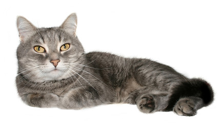 Grey cat on a white background.