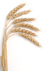 Bundle of wheat studio isolated on white background