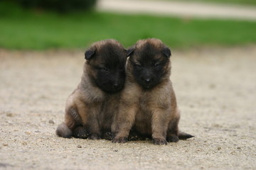deux chiots berger belge de tervueren