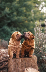 deux jeunes sharpei qui s'embrasse