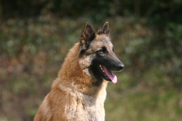 portrait du berger belge de tervueren