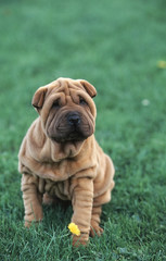 Fototapeta premium un jeune sharpei qui se ballade
