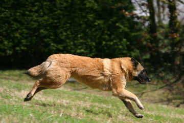 berger belge de tervueren courant dans l'herbe