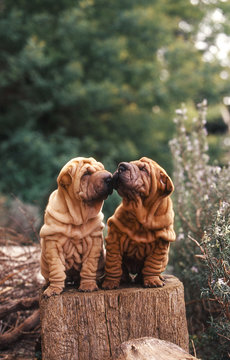 deux jeunes sharpei qui s'embrasse