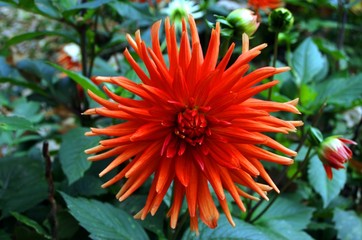 Dahlia. Herbst