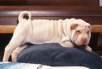 un jeune sharpei sur un coussin