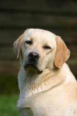 le regard fatigu&eacute; du labrador