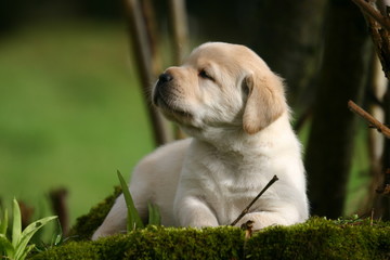 le chiot labrador qui renifle