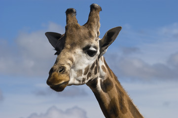 Head shot of Giraffe (Giraffa camelopardalis rothschildi)