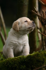 le chiot labrador vu de près