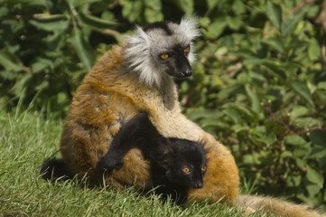 Naklejka premium Closeup of Red Ruffed Lemur (Varecia variegata rubra)