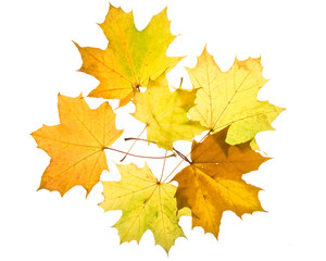 Autumn leaves on a white background. Close-up.