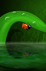 ladybug in the forest