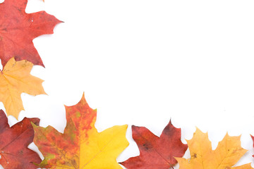 Autumn leaves on a white background. Close-up.