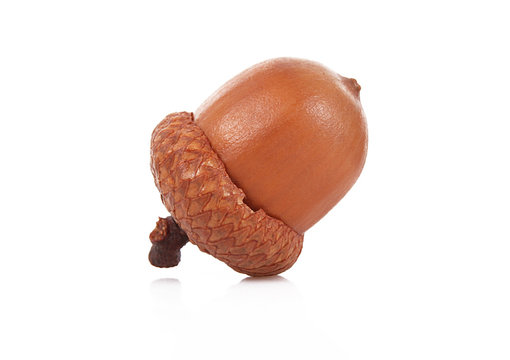 ghianda