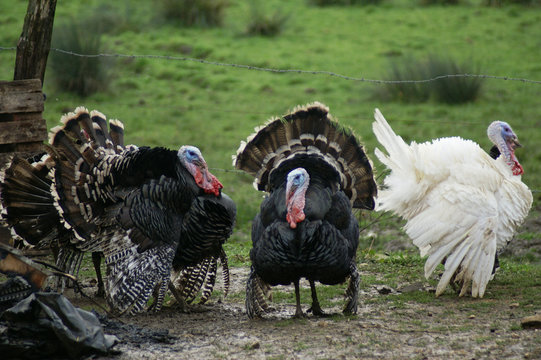 dindes dans la besse coure