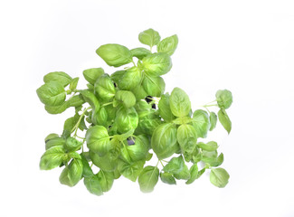 green sweet basil on the white background