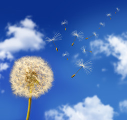 Dandelion seeds blowing in the wind against blue sky