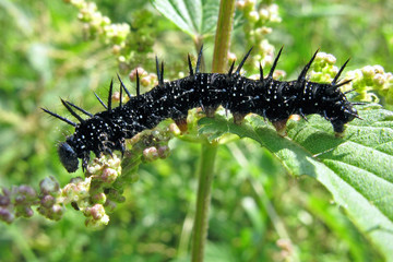Chenille du papillon paon du jour