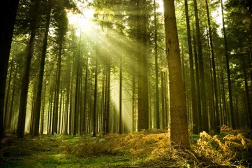 Crédence en verre imprimé Forêt Forêt de pins avec le dernier soleil qui brille à travers les arbres.