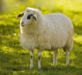 sheep