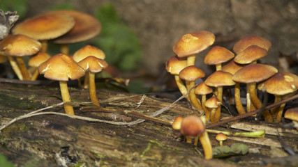 Pilze