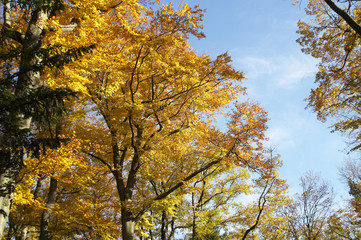 Fototapeta premium Herbstlich verfärbtes Laub