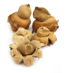 Geastrum saccatum earthstar mushroom