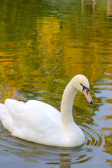 Obraz premium Swan on Nature water background