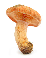 Saffron milk cap Lactarius deliciosus orange mushroom - obrazy, fototapety, plakaty
