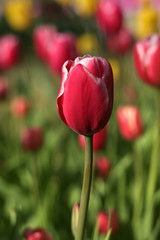 Fototapeta premium Tulip Flowers