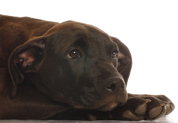 mixed breed lab cross puppy - four months old