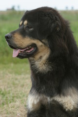 Portrait du Dogue du tibet de profil