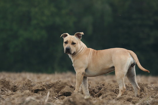 Amstaff de profil un instant intrigu&eacute;