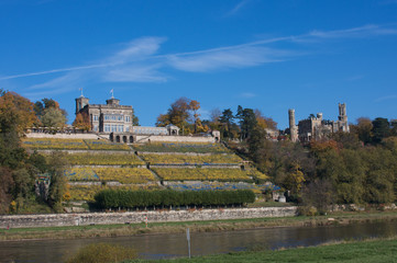 Weinhang in Dresden Sachsen Deutschland Europa