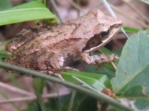 small frog