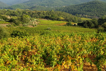 Fototapeta na wymiar Paysage de vigne en automne