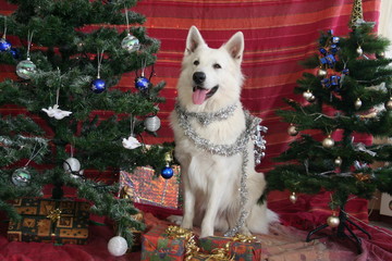 Je reste là jusqu'à ce que je vois le père Noël.