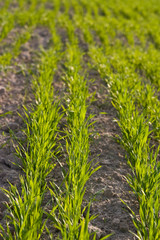 agriculture series: green field of grain in spring